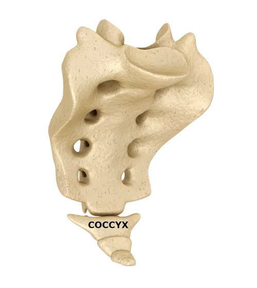 Coccyx section of the spine