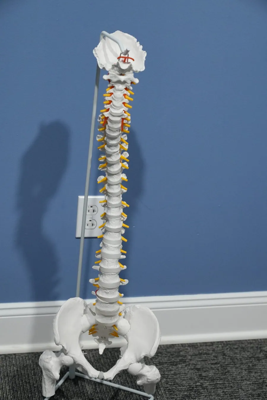 Spine model in the Chagrin River Chiropractic office